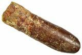 Fossil Sauropod Dinosaur (Titanosaur) Tooth - Morocco #369665-1